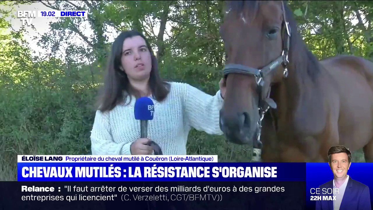 Coupures, brûlures... Ce cheval a été attaqué en pleine nuit en Loire-Atlantique, sa propriétaire témoigne