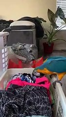 Ce perroquet déteste plier le linge... comme tout le monde