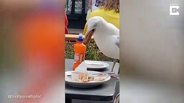 Une mouette gourmande gobe une saucisse