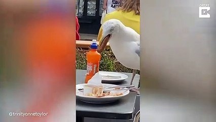 Une mouette gourmande gobe une saucisse