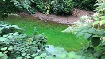 Une rivière verte fluo