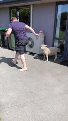 Stan the Lamb is Indifferent to Playtime