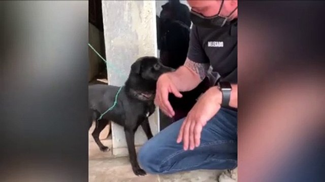 Amarrado com fio de nylon, cão fica com pescoço em carne viva; Tutora é detida por maus-tratos