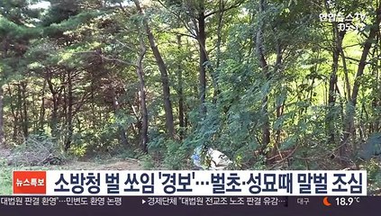 벌초·성묘 때 말벌 조심…소방청 벌쏘임 '경보'