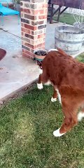 Happy Cow Bounces around in Backyard