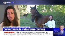 Chevaux Mutilés : l’enquête impossible - 03/09