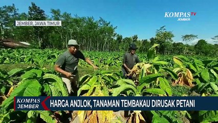 Petani Merusak Tanaman Tembakau Karena Harga Jualnya Anjlok