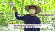 [TASTY] A suspicious snake appeared, 생방송 오늘 아침 20200904