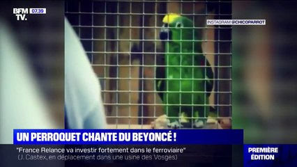 Ce perroquet chante du Beyoncé et devient star du web