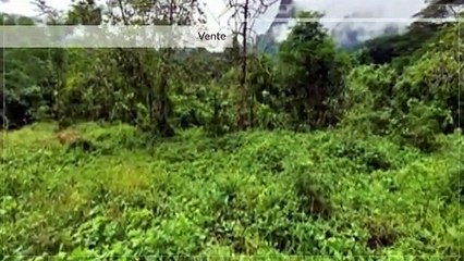 A VENDRE TERRAIN DE 13000 m2 Á PAOPAO-MOOREA