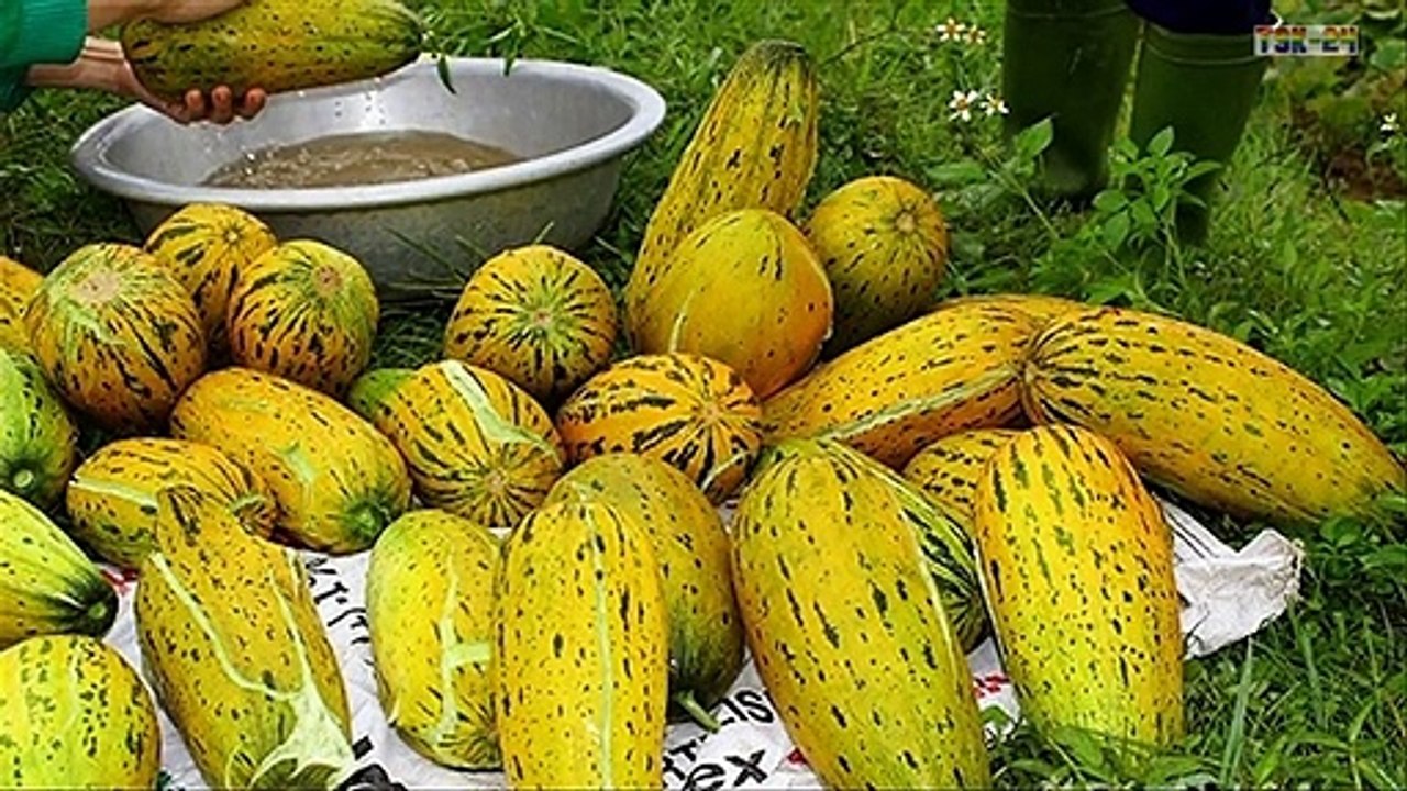 WOW! Amazing New Agriculture Technology - Melon