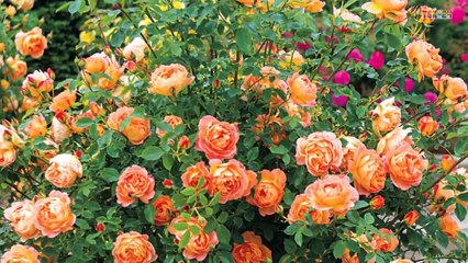 ❤️ Amazing and Most Beautiful Climbing Rose Flowers