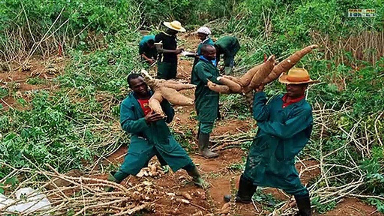 WOW! Amazing Agriculture Technology - Cassava