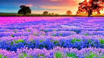 The Most Beautiful Lavender Flowers in the World