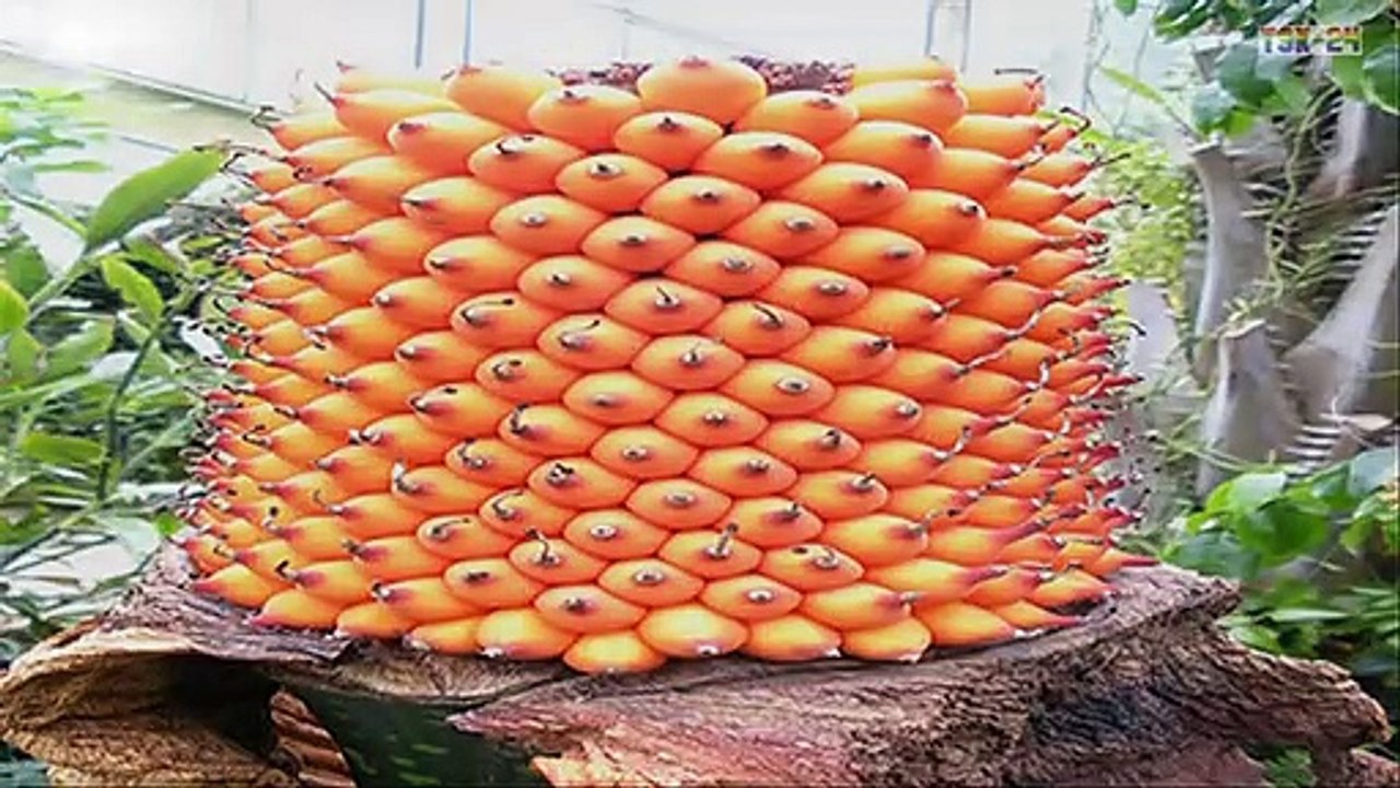 WOW! Strange Banana trees - Amazing Agriculture Technology