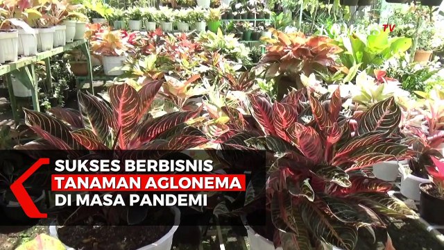 Sukses Berbisnis Tanaman Aglonema di Masa Pandemi Corona