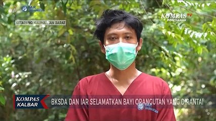 Satu Individu Orangutan yang Dipelihara di Ketapang Diselamatkan