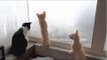 Kittens in Foster Care Sit on Window and Watch Thunderstorm Together