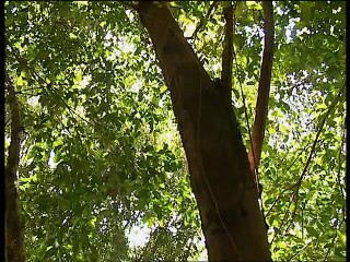 Documentaire Animalier Chroniques de l'Asie Sauvage DVD 1/3 prt 2/2
