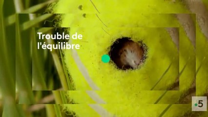 Un jardin entre deux mondes