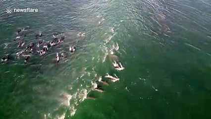 Drone footage captures large dolphin pod off South Africa's coast