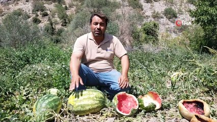 Ekili arazilere bu kez domuzlar değil, köpekler zarar verdi