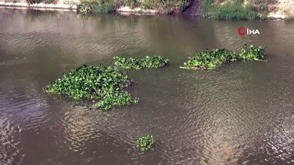 Bütün nehri istila etmişlerdi, yine geldiler