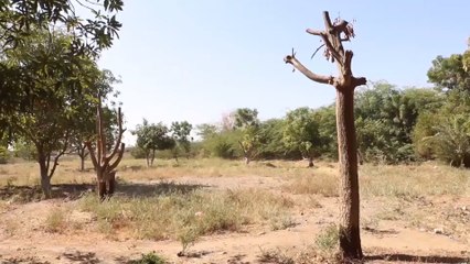 الإنتاج الزراعي في الساحل الغربي اليمني وصل لمستويات متدنية منذ 2015