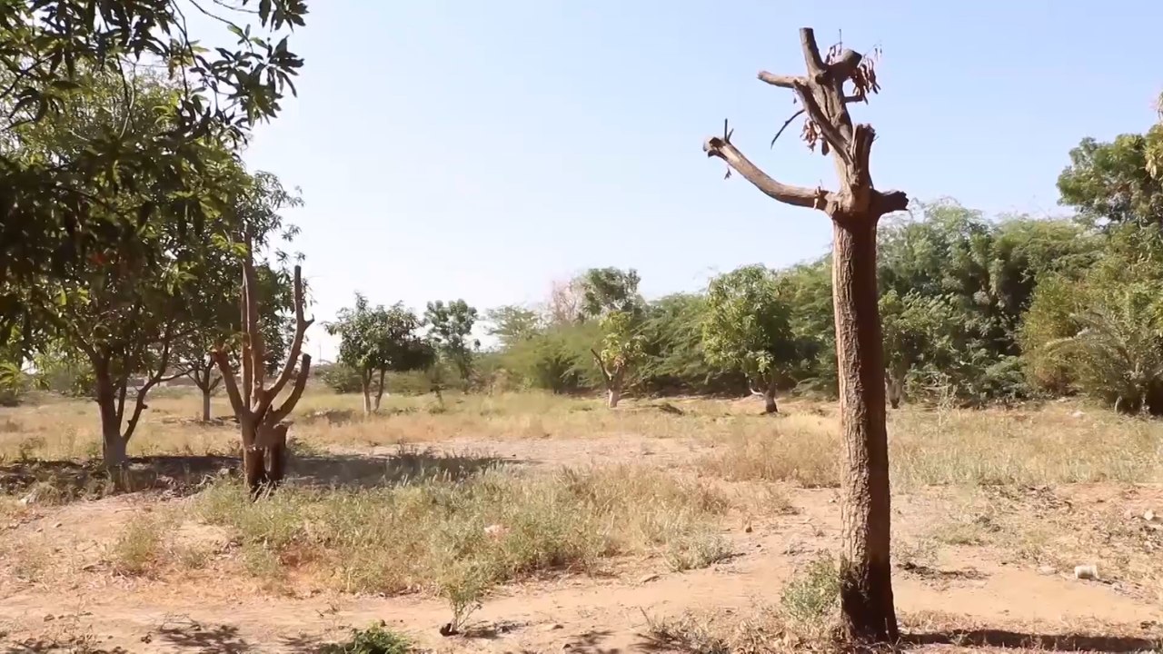 الإنتاج الزراعي في الساحل الغربي اليمني وصل لمستويات متدنية منذ 2015