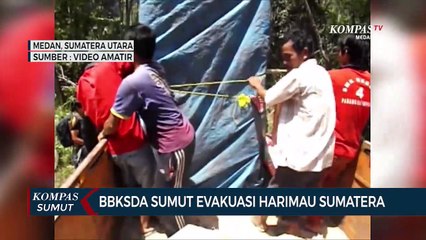 BBKSDA Sumut Evakuasi Harimau Sumatera