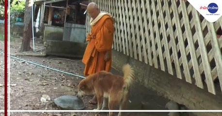 หมาช่วยพระเลี้ยงเต่านับ 100 ตัว