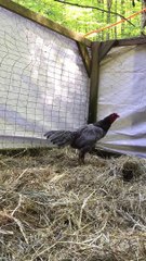 Big blue Hennie Ganoi, frog eye