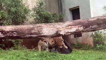 Um ano depois, veja como estão os filhotes de onça do zoológico de Marechal Floriano