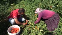 Kavurucu sıcakta tarım işçilerinin zorlu mesaisi