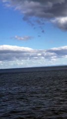 Beth Mitchell's footage of dolphins swimming off Roker Pier