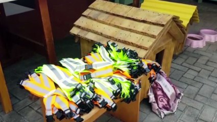 Projeto do Depen fabrica cama e casinhas para cães