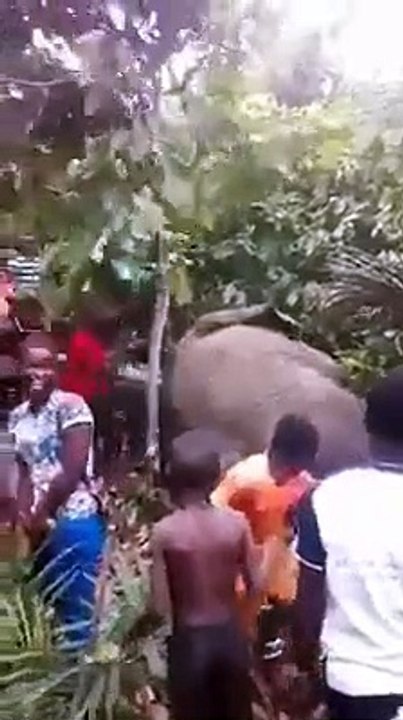 Un éléphant s'invite dans un village pour boire de l'alcool et s'effondre après s'être saoulé (vidéo)