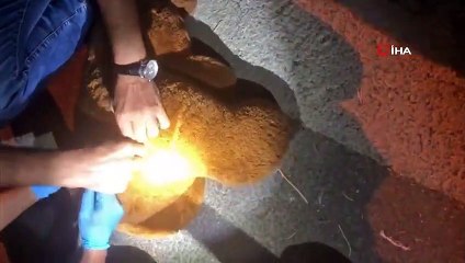 Oyuncak ayının içinden 1 kilo uyuşturucu çıktı