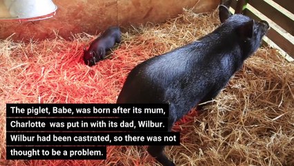 Babe the piglet, a 'miracle piglet' who appears to have been fathered by a pig that had been castrated