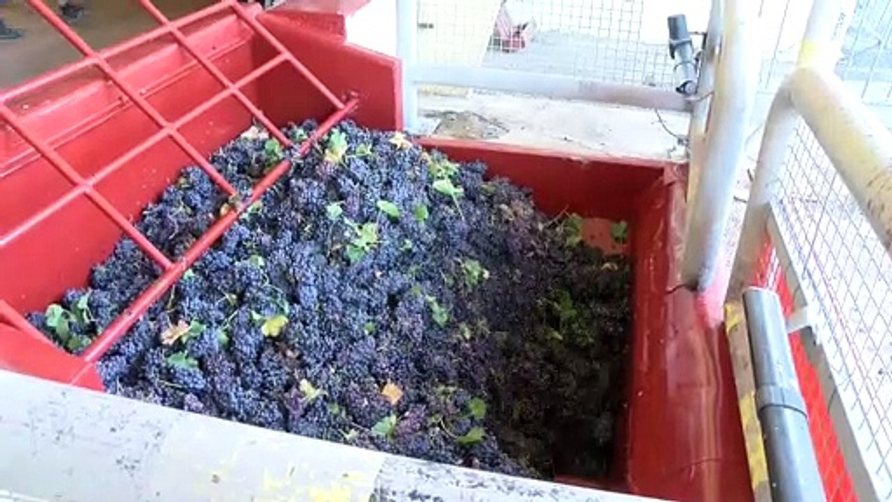 Vendanges à Saint-Julien-les-Martigues : une première cuvée bio cette année !
