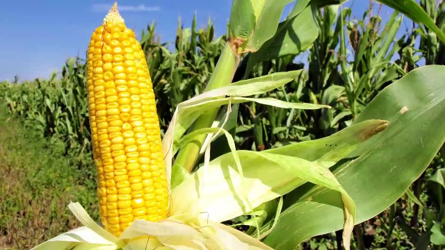 8 propiedades y beneficios del maíz