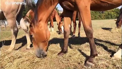 French police puzzled by spate of horse mutilations across the country