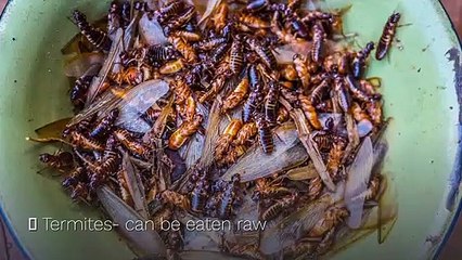 Eatable Bugs and Plants for Survival