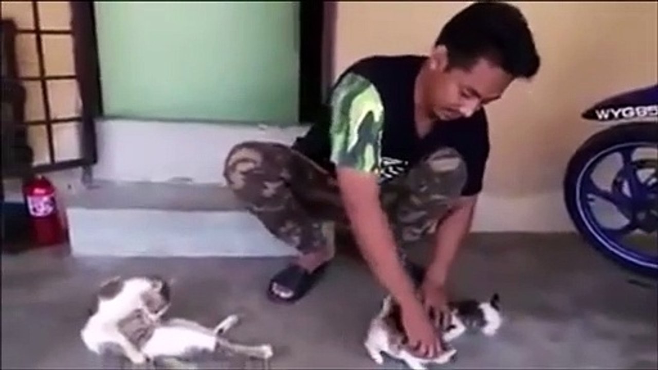 Technique incroyable pour endormir des chatons