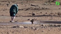 Il se met à l'eau pour sauver une impala coincée dans la boue