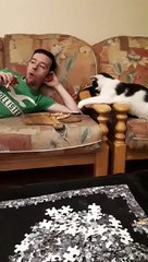 Cat Tries to Steal a Slice of Pizza