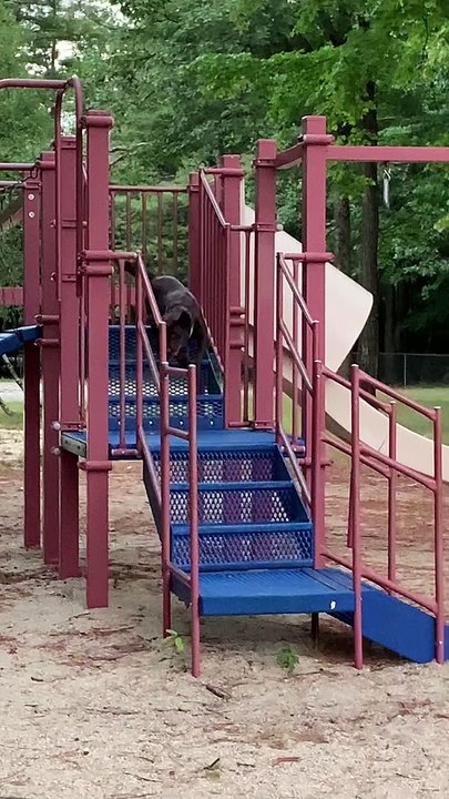 Chocolate Lab Has Ecstatic Time at Playground