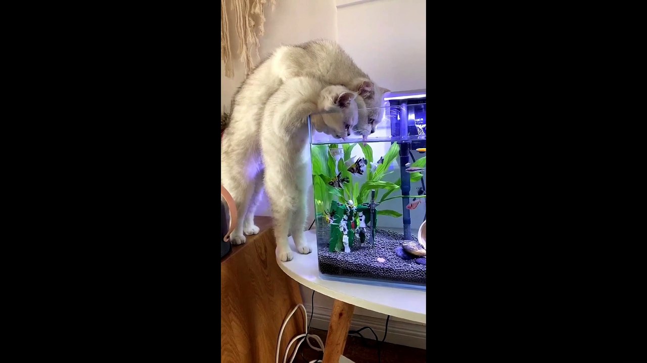 VIDEO DE GATOS