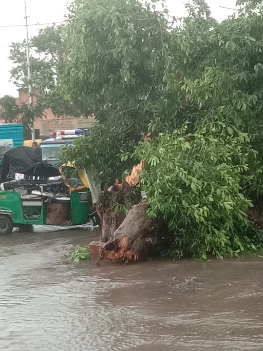 ऑटो पर गिरा पीपल का पेड़, तीन की मौत
