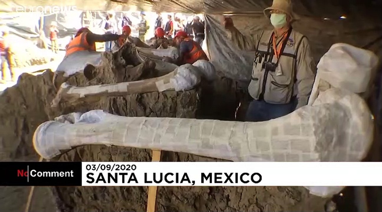 Des centaines de squelettes de mammouths découverts au Mexique